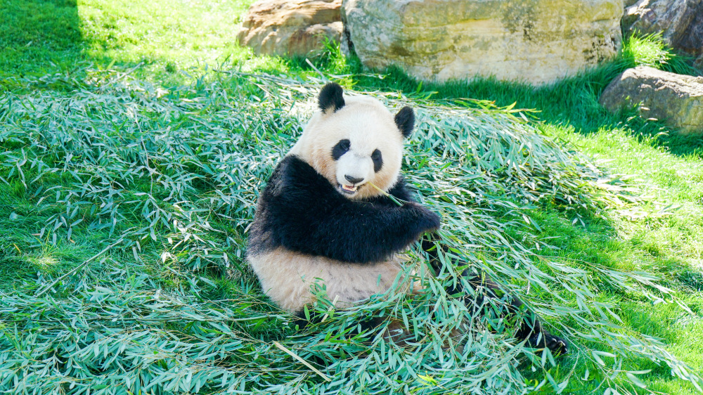 動物たちと遊ぶ、ふれあい旅！