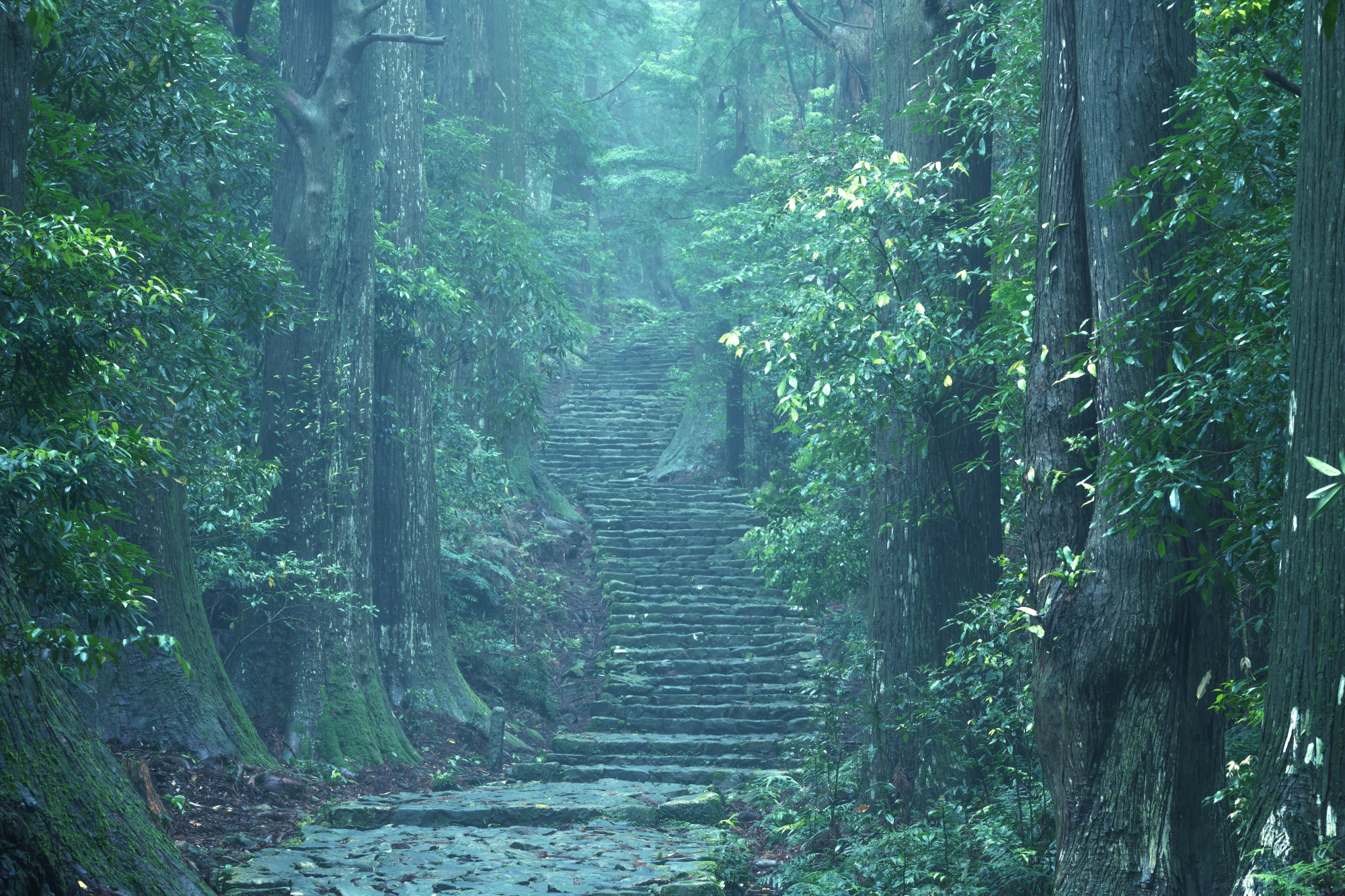 「紀伊山地の霊場と参詣道」 世界遺産登録20周年心をいやす、聖地へ。ー高野山・熊野ー