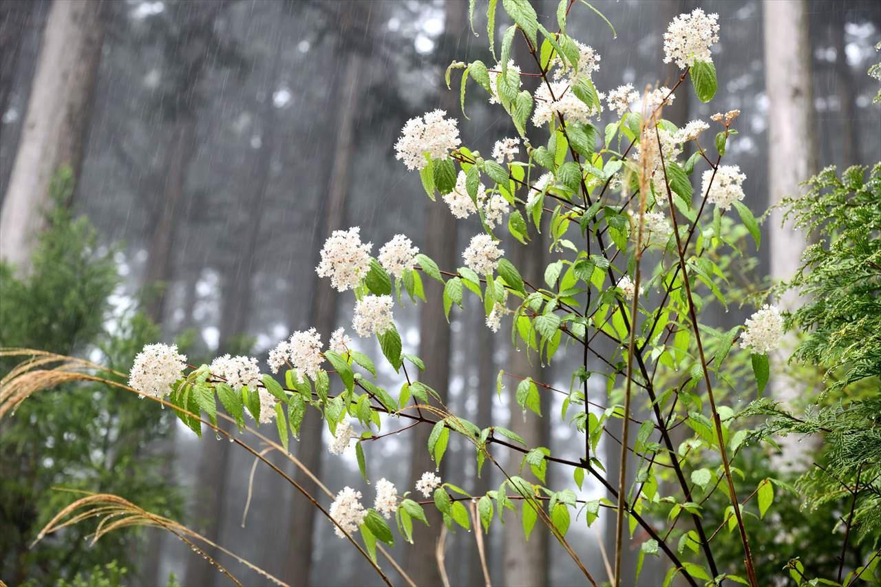 熊野の春を彩る草花