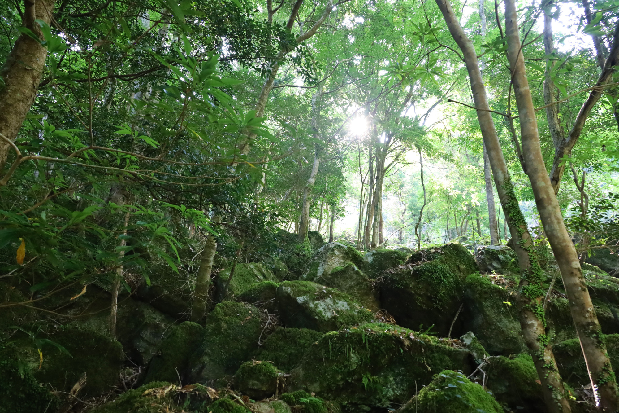 和歌山ゾーン「食」