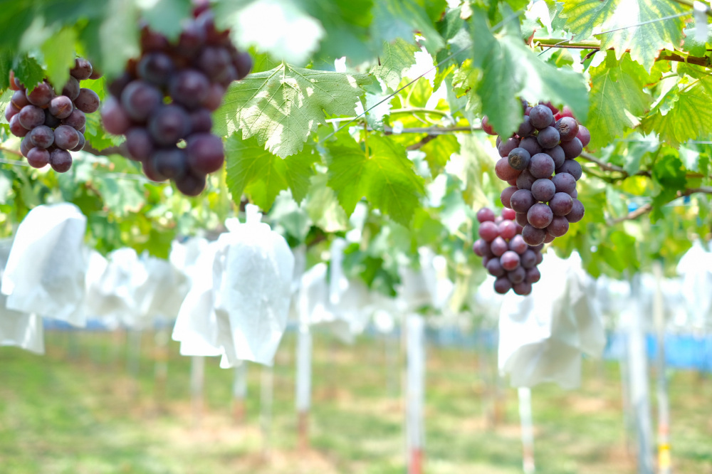 秋の味覚を和歌山で満喫! 2025年ぶどう狩りのおすすめスポット