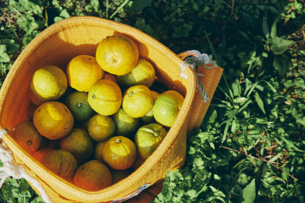 花粉症も邪気も吹き飛ばす“秘境”北山村へ。~“日本唯一”が3つもある山あいの小さな村~