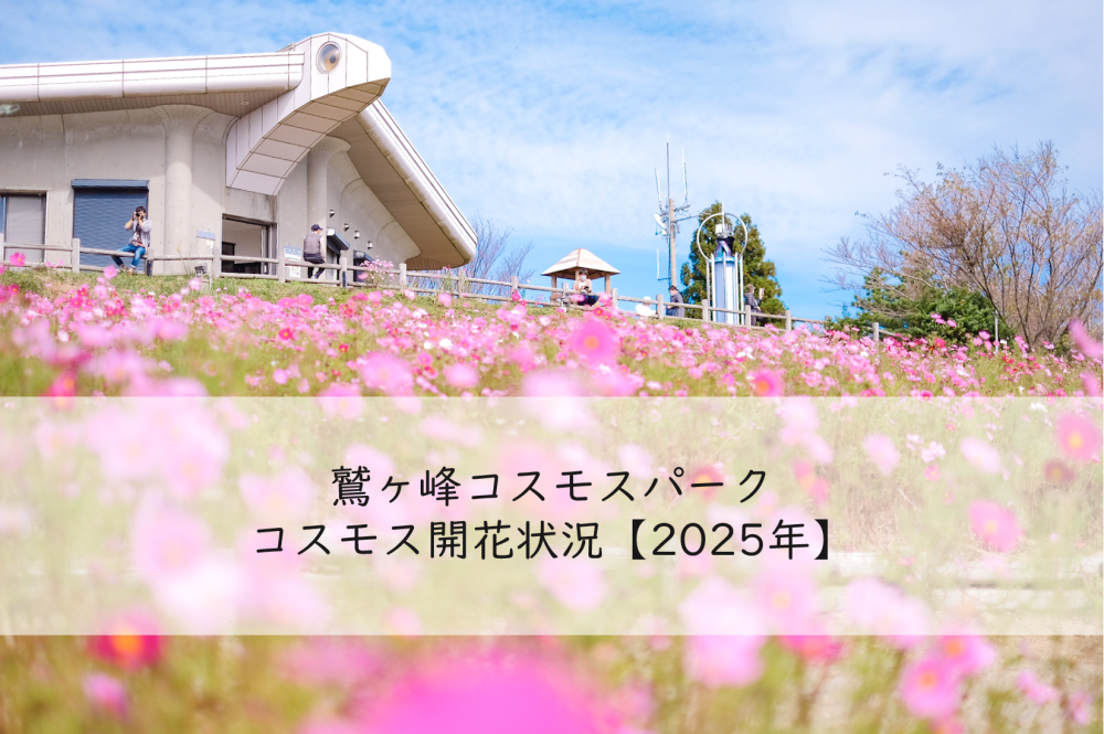 鷲ヶ峰コスモスパーク開花状況【2025年最新版】