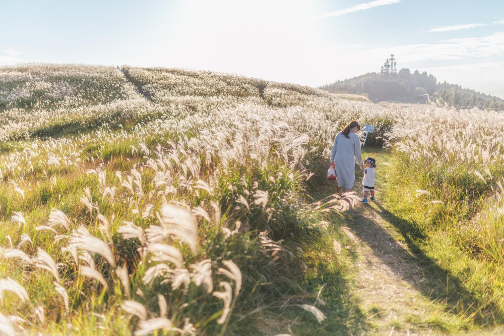 生石高原ススキ状況