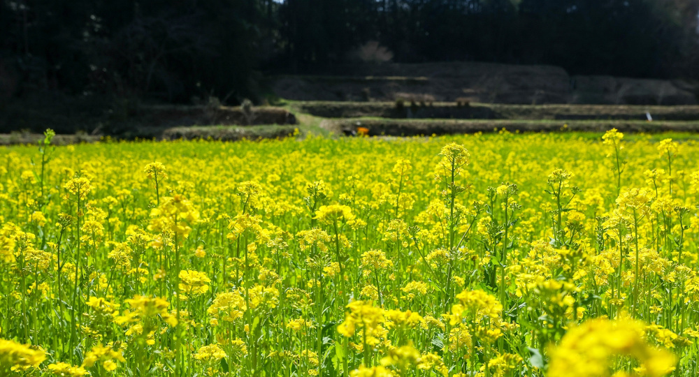 写真映えも癒やしも!「和歌山県の菜の花畑5選」周辺スポットも紹介