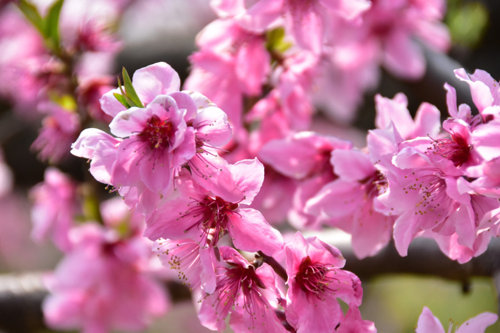 2026年4月 和歌山県内のイベント情報まとめ