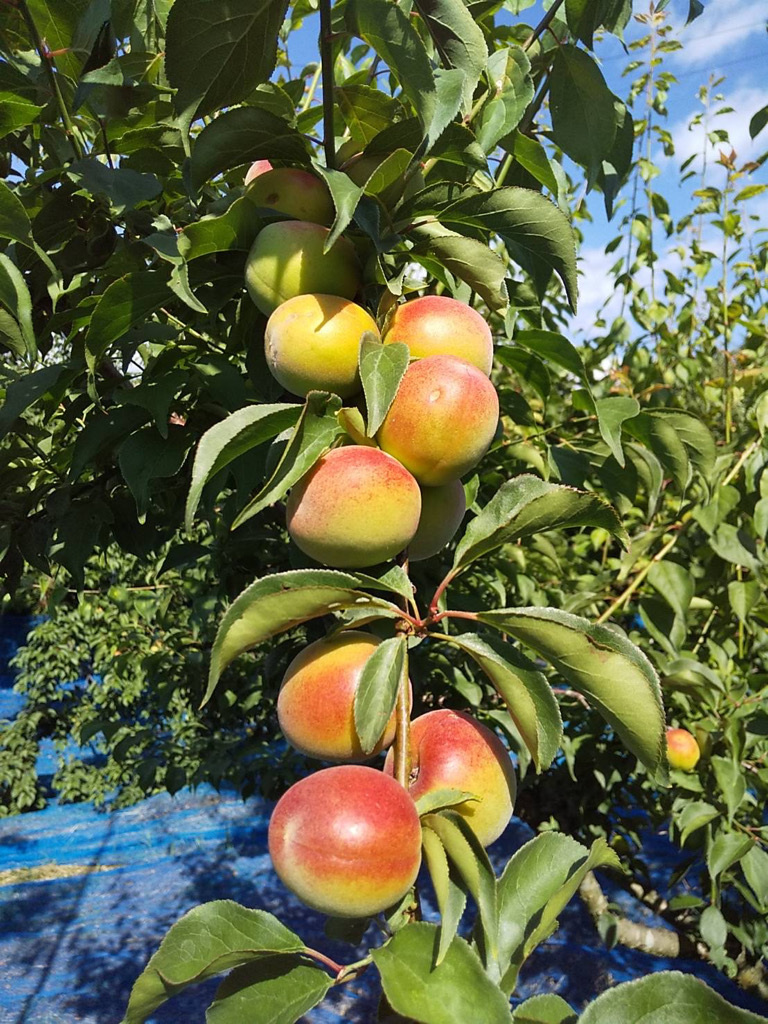 みなべ町は日本有数の梅の里