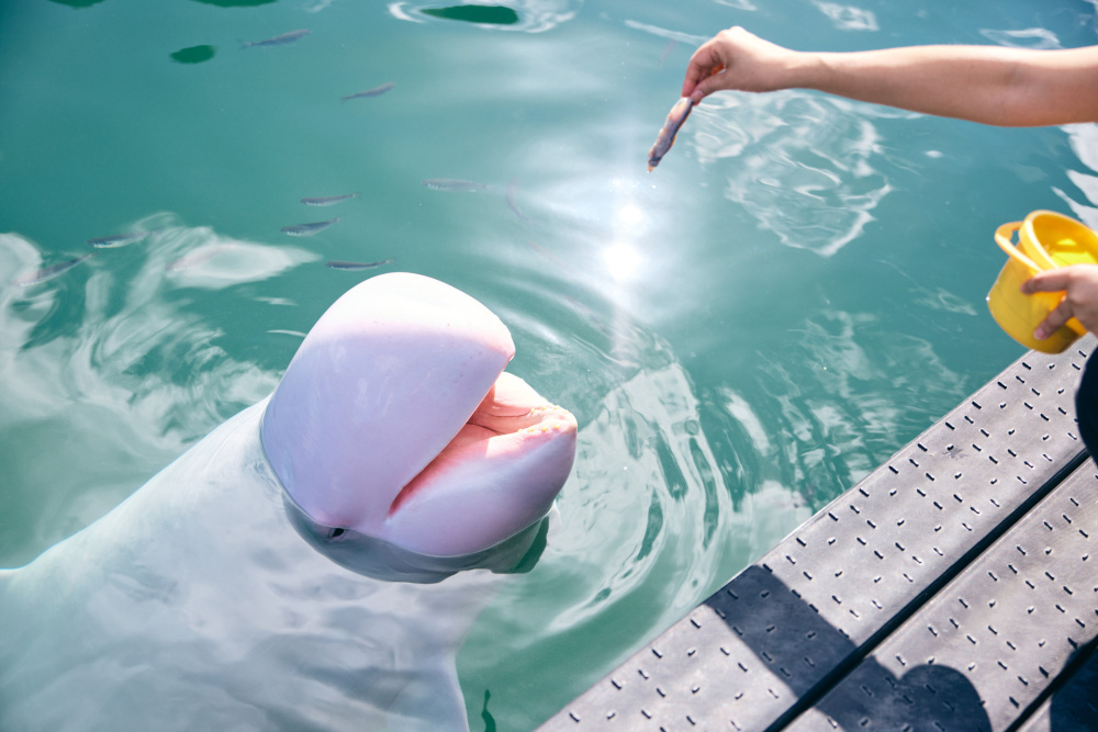 今度は餌あげ体験。きれいな白クジラは、ハマタちゃん。