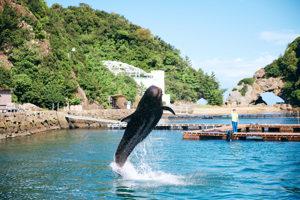 クジラショーはダイナミック！