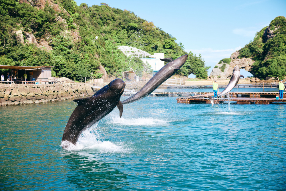 まだまだダイナミック！　大きいけど、こんなシンクロもしちゃいます。