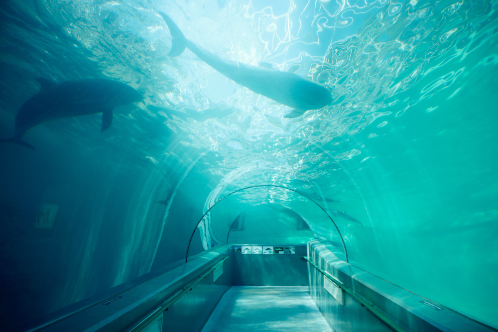 海洋水族館の「マリナリュウム」も必見。お天気の日は自然光がゆらゆらと青い水面を照らしてきれい。