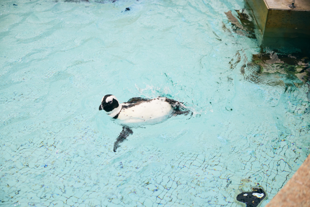 ええええ!?　ようこそ〜、とケープペンギンが！