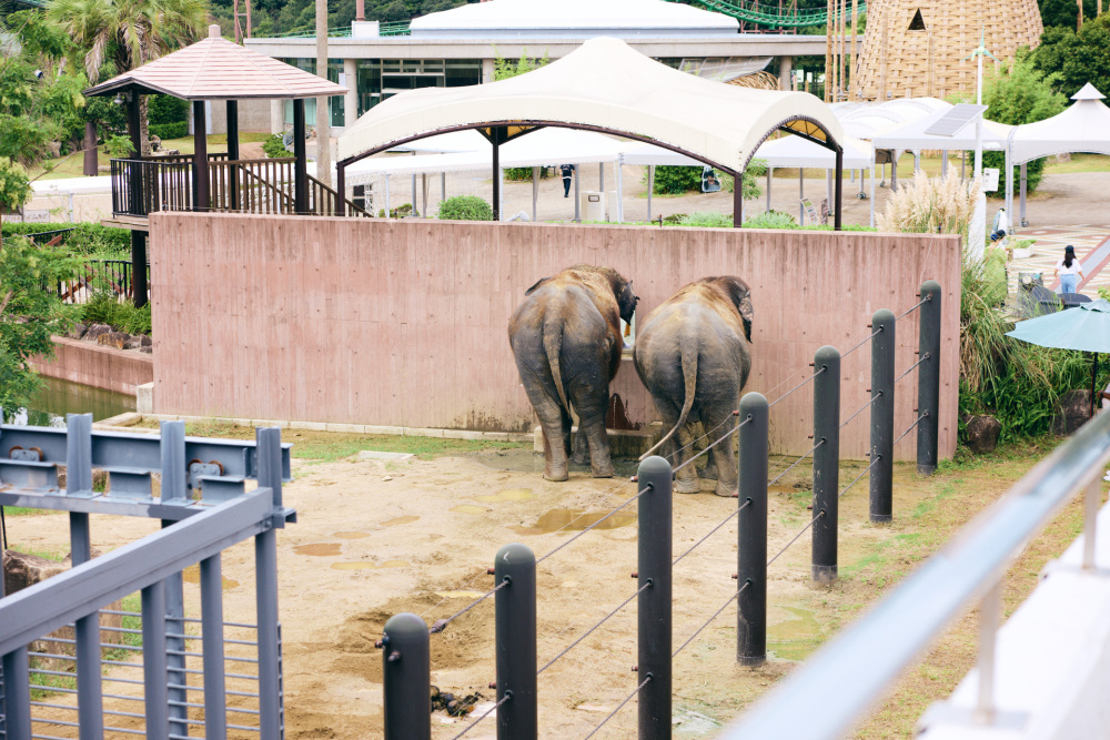 園内に入ると、アジアゾウ２頭がなにやらモゾモゾ。