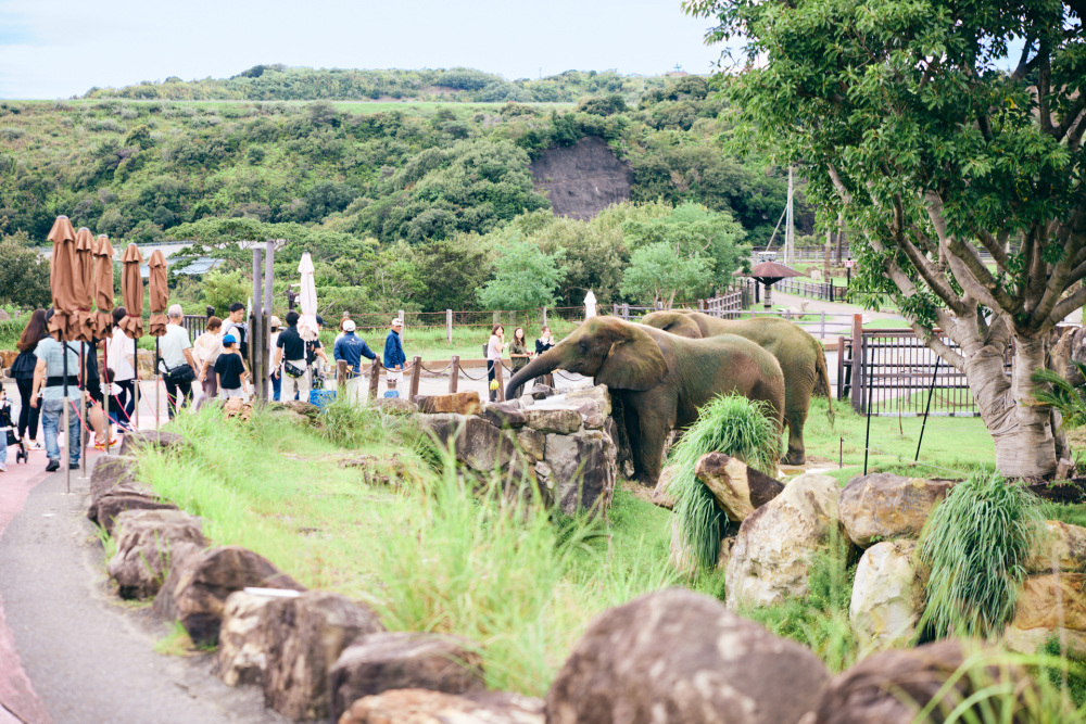 広大な敷地にたくさんの草食動物が自由に暮らしています。