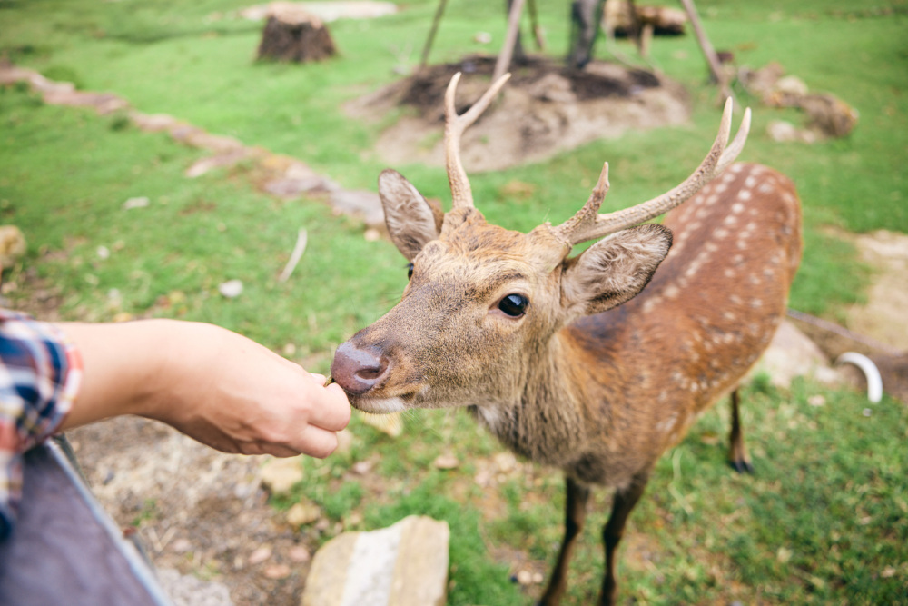 WOW！　ニホンジカが近寄ってきてくれました。