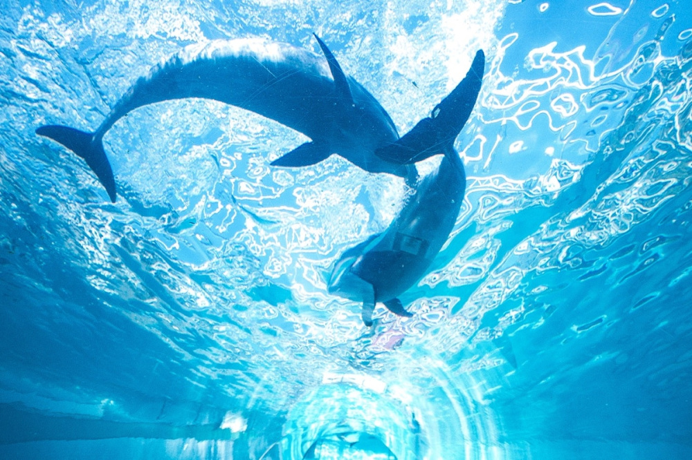 くじらの博物館・水族館トンネル（太地町）