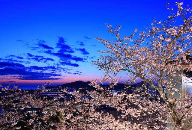 夜桜ライトアップ：平草原公園