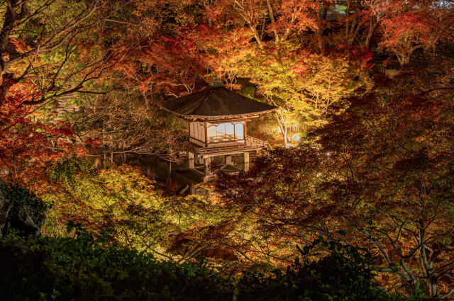 紅葉ライトアップ：紅葉渓庭園