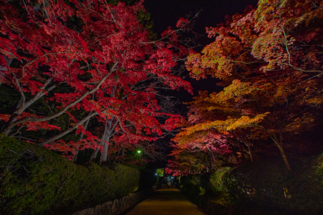 紅葉ライトアップ：高野山