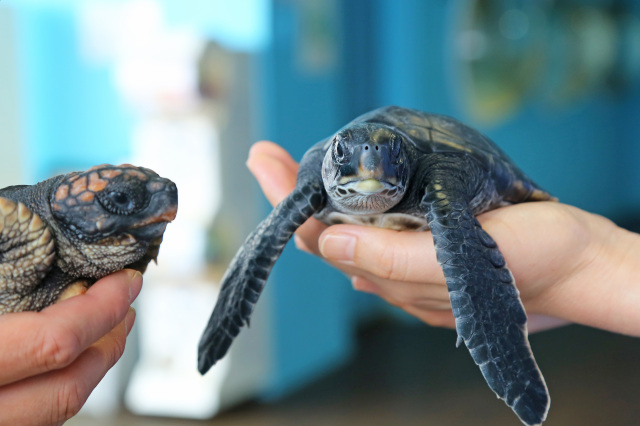 水族館・動物園