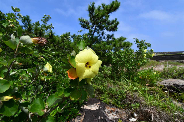 夏の熊野　癒しの草花