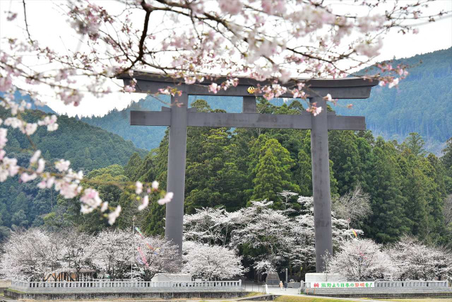 春の熊野　桜巡りの旅