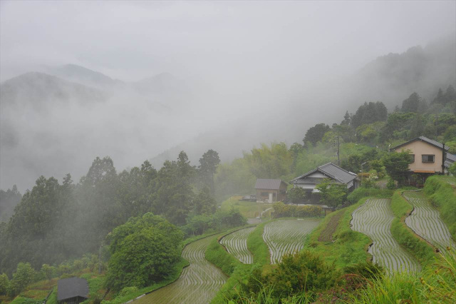 雨にぬれた特別の熊野