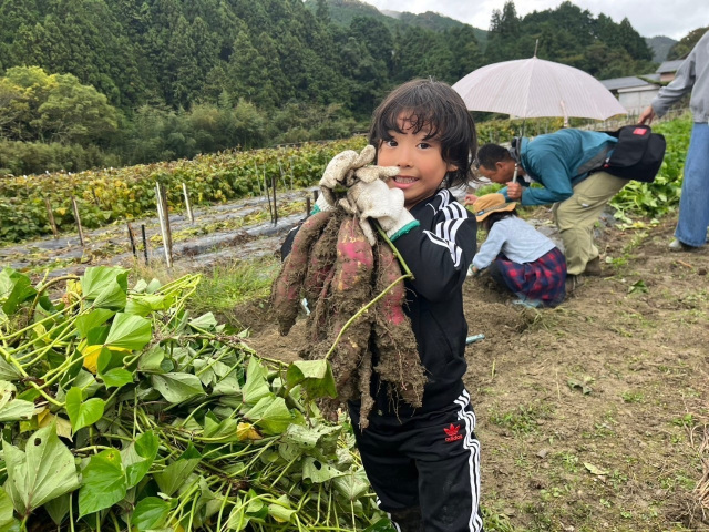 お芋掘り体験