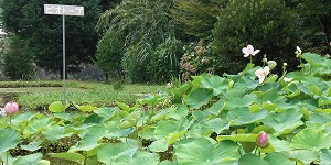 メダカなどの生物がおり、夏にはザリガニ釣りができます。