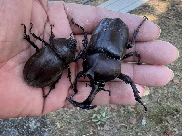 夏はカブトムシやクワガタがいっぱいとれます。