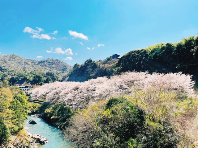 4月：桜