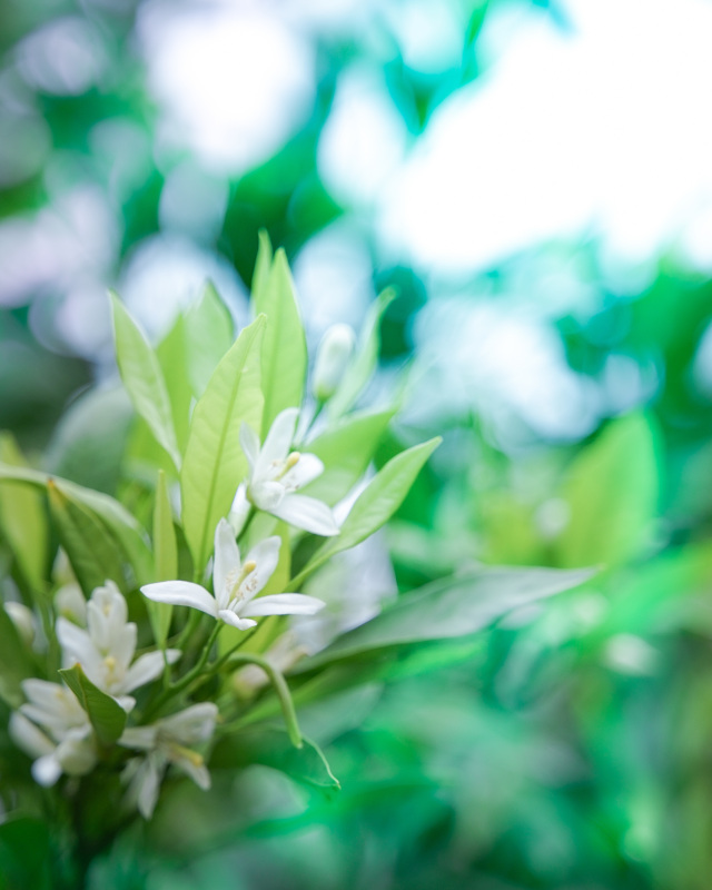 5月：みかんの花