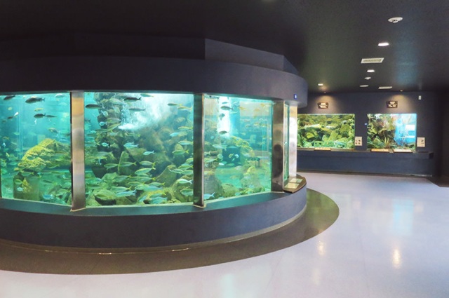 京都大学白浜水族館