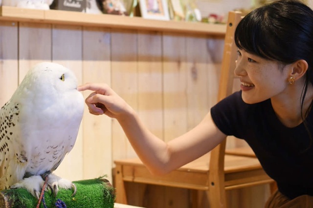 ふくろう触れ合い体験／しあわせをよぶフクロウカフェ