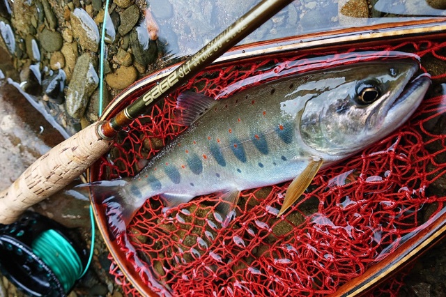 アマゴ釣り体験初心者教室／岩田　浩成