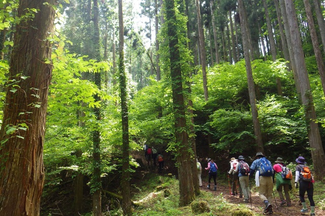 森林セラピー体験／高野山寺領森林組合