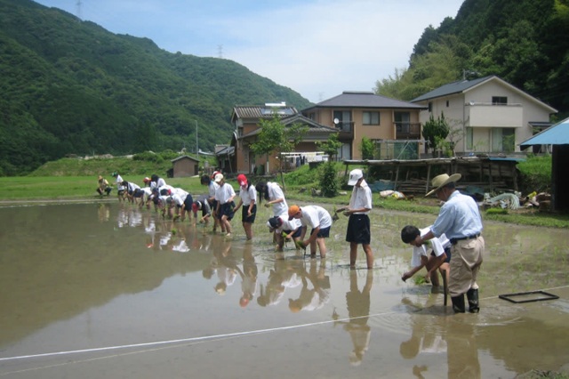 田植え・稲刈り／紀州体験交流ゆめ倶楽部