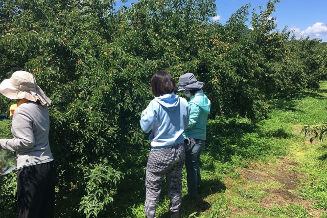 梅もぎ体験／秋津川振興会　紀州備長炭記念公園（売店）