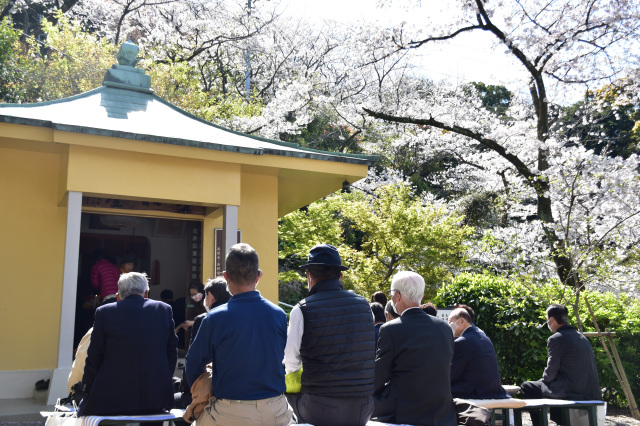 ウエノ公園の桜