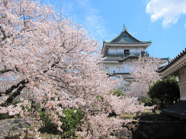 和歌山城公園　さくらまつり