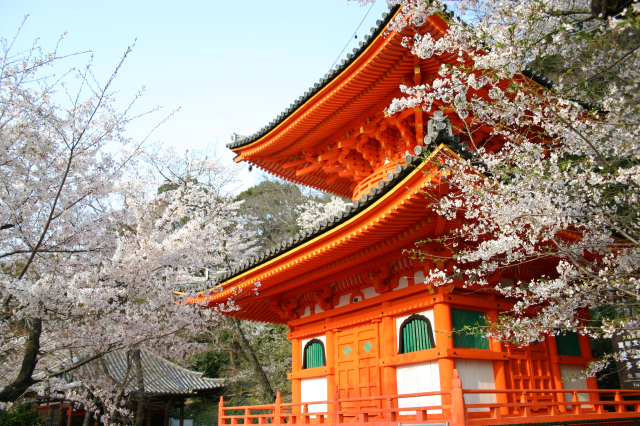 紀三井寺　さくらまつり