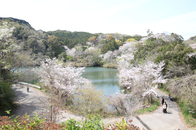 動鳴気峡桜まつり