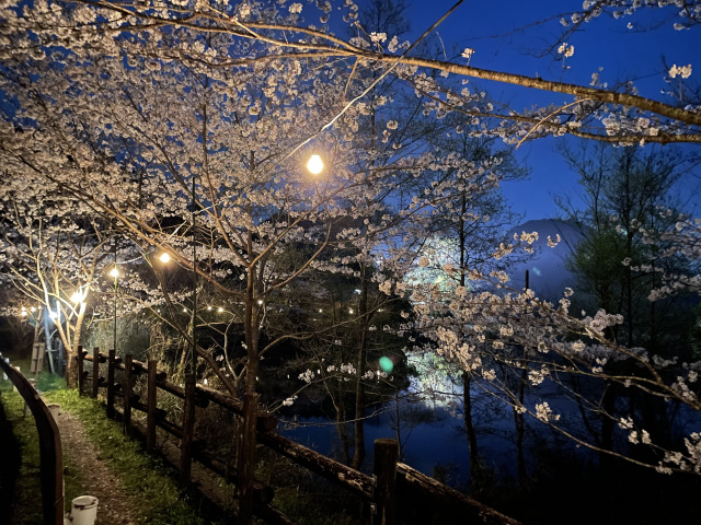 動鳴気峡夜桜ライトアップ