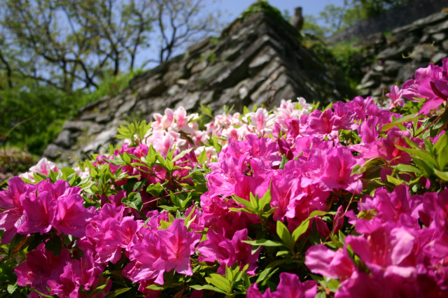 和歌山城公園　花の見頃