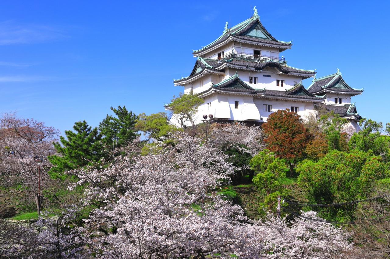 和歌山市のシンボル・和歌山城！白亜の天守閣と桜