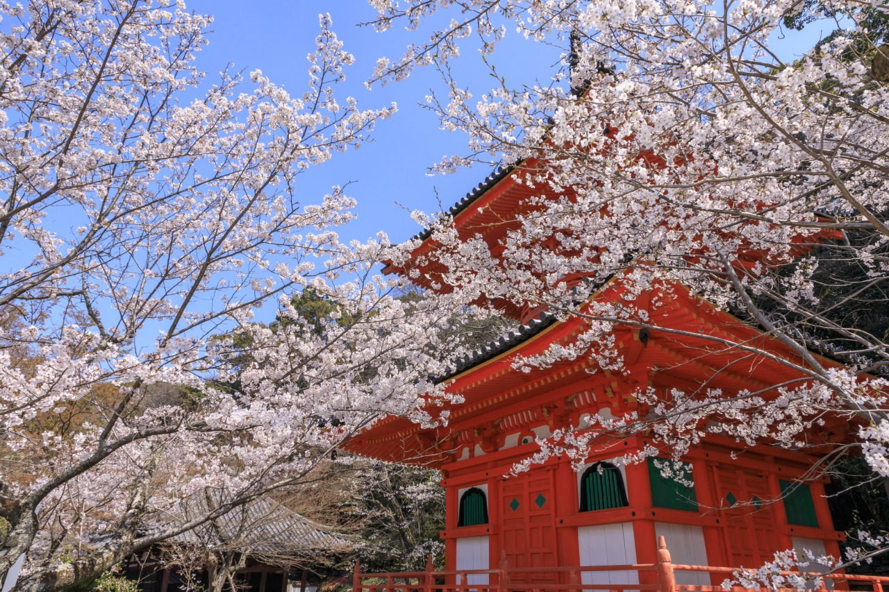 和歌の浦を望む由緒ある寺・紀三井寺の桜