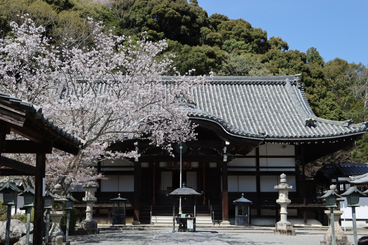 四季折々の美しさを見せる、根來寺の春の魅力