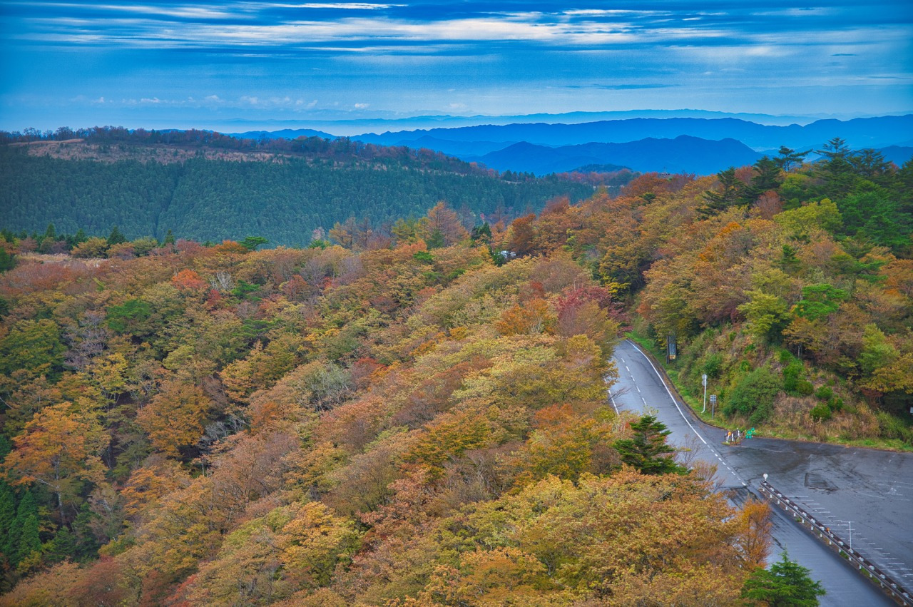 10月下旬から11月上旬にかけて山全体が紅葉で色づく、高野龍神スカイライン