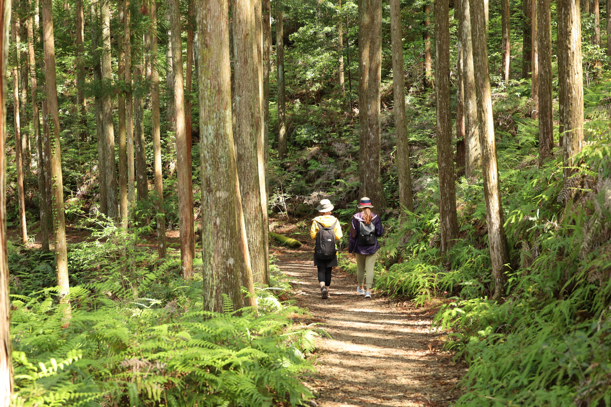 ハイキングシーズンの秋!世界遺産「熊野古道」を歩こう