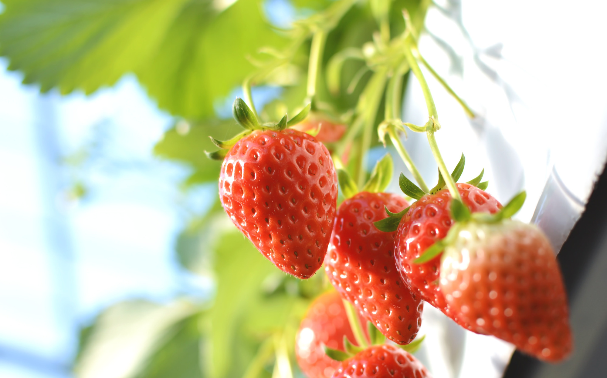 2026年 和歌山のいちご狩りスポット! 観光農園で旬のおいしさを味わって